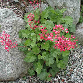 Гейхера Кроваво-красная