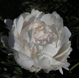 Пион молочноцветковый 'Миссис Ж.В. Эдлунд' (белый)