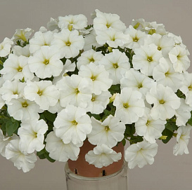 Петуния (сурфиния) гибридная 'Изи Вэйв Уайт ' (белая)