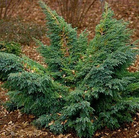 Можжевельник чешуйчатый 'Ханнеторп'