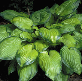Хоста гибридная (вздутая, волнистая) 'Гуакамоле'