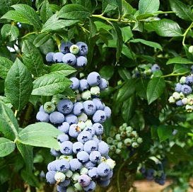 Голубика высокорослая 'Нортланд'