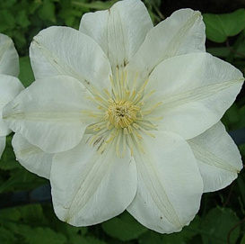 Клематис крупноцветковый 'Дженси Крим'