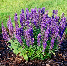 Сальвия пышная (Шалфей) 'Мерло Блю Компакт'