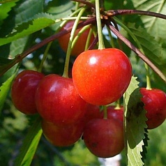 Черешня 'Фатеж'