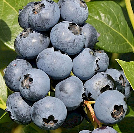 Голубика высокорослая 'Санрайз'