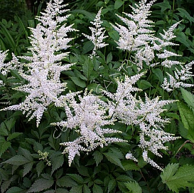 Астильба японская 'Вашингтон' (белая)