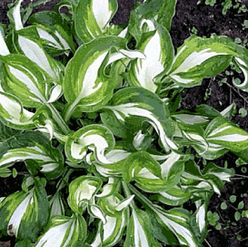 Хоста гибридная (вздутая, волнистая) 'Медиовариегата'