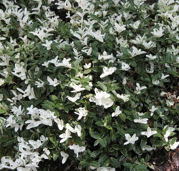 Бересклет Форчуна 'Арлекин'