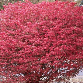Бересклет крылатый