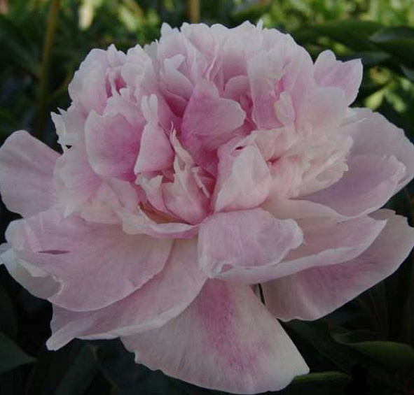 Пион молочноцветковый 'Сиинг Блю' (розовыйс фиолетовым)