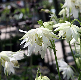 Аквилегия гибридная (водосбор) 'Лайм Сорбет'