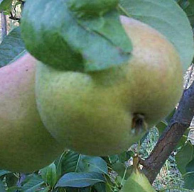 Груша 'Подарок к 100 летию Мичурина'