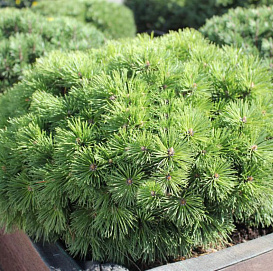 Сосна горная 'Пумоко'