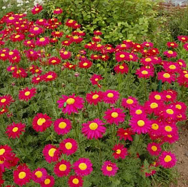 Семена Пиретрум