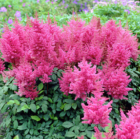 Астильба Арендса 'Федерси' (розовая)