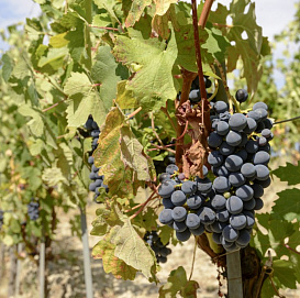 Виноград 'Мукузани'