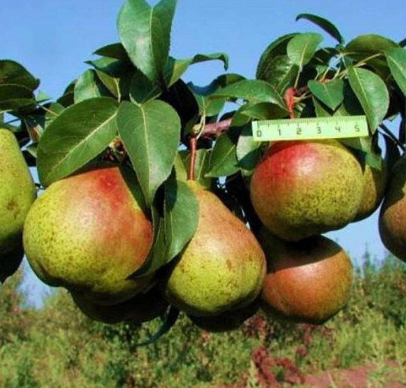 Груша 'Академическая'