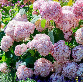 Гортензия древовидная 'Кандибель Баблгам'