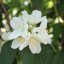 Чубушник венечный 'Память о Вехове'