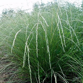 Овсяница Мейера