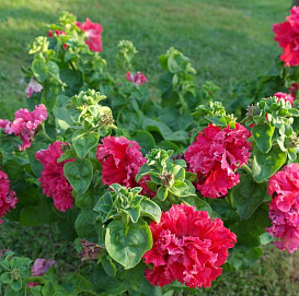 Петуния (сурфиния) гибридная 'Валентин' (красная)