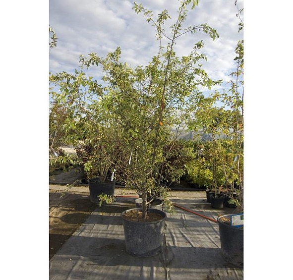 Яблоня декоративная Саржента