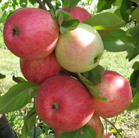 Яблоня домашняя 'Мечта'