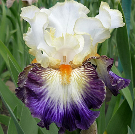 Ирис германский (бородатый) 'Край Беби'