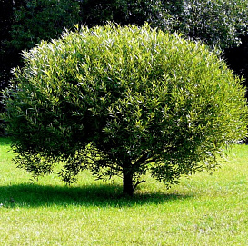 Ива 'Шаровидный карлик'