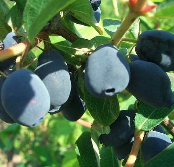 Жимолость съедобная 'Морена'