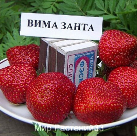 Земляника (клубника) 'Вима Занта'