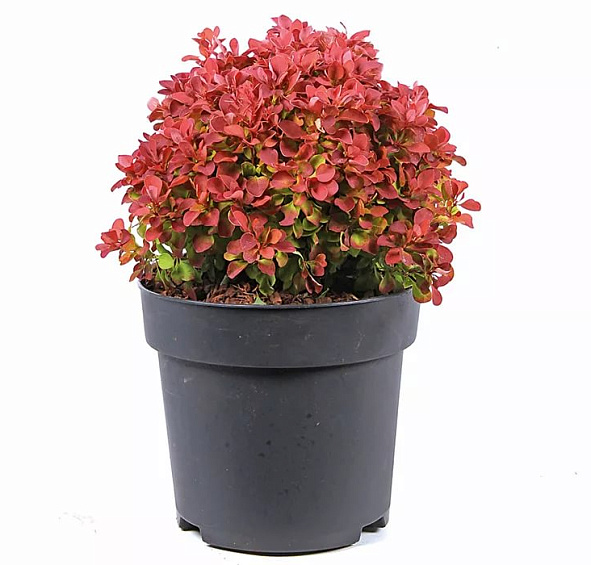 Барбарис Тунберга 'Руби Стар'