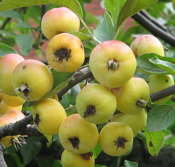 Яблоня китайка (сливолистная)