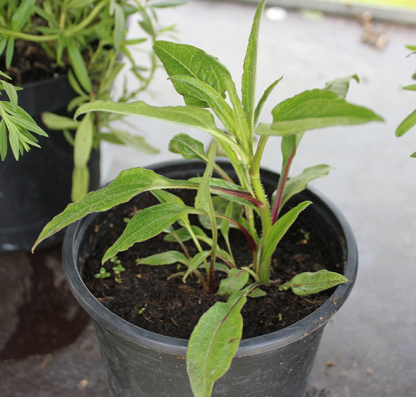 Эхинацея пурпурная 'Адоби Оранж'