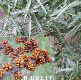 Облепиха 'Алей' (муж)