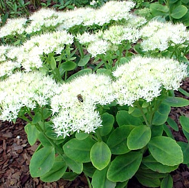 Седум видный (Очиток) 'Стардаст'