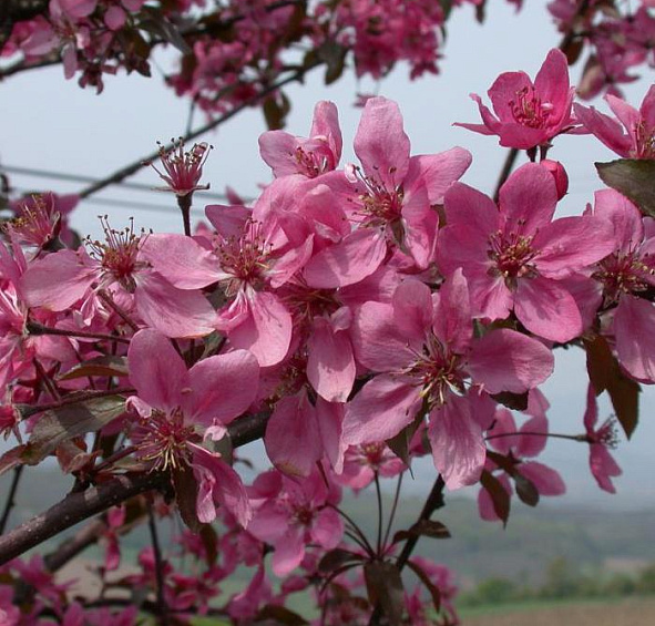 Яблоня декоративная 'Кокцинелла'