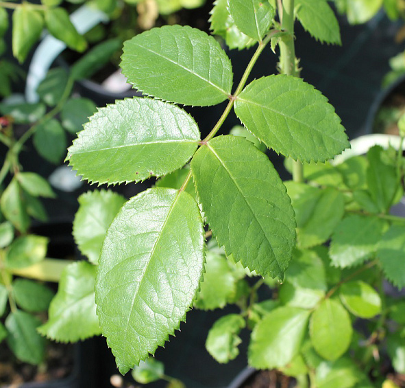 Роза Рапсоди ин Блю (Rhapsody in Blue)