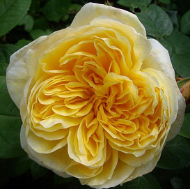 Роза 'Шарлота' (парковая) (желтая)