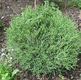 Туя западная 'Мистер Боулинг Болл'