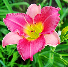 Лилейник гибридный 'Файнал Тач'