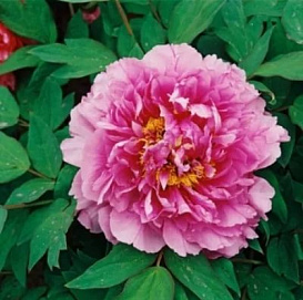 Пион древовидный (цветочная роса) 'Линг Хуа Зан Лу' (розовый)