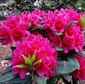 Рододендрон гибридный 'Хеллики' (красно-пурпурный)