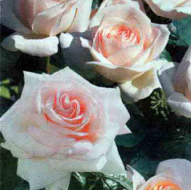 Роза Шлосс Иппенбург (Schloss Ippenburg)