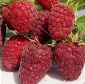 Малина 'Изобильная Казакова' (ремонтантная)