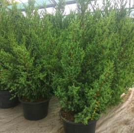 Можжевельник китайский 'Обелиск'