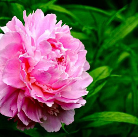 Пион травянистый (розовый)