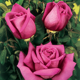 Роза 'Брачная ночь' (чайно-гибридная) (пурпурная)