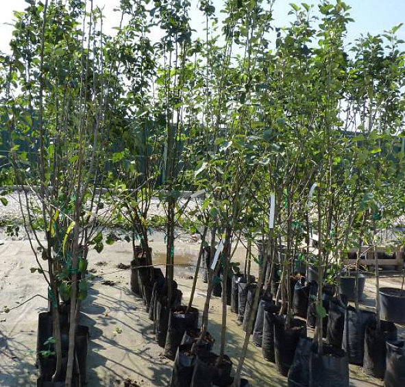 Яблоня домашняя 'Конфетное'